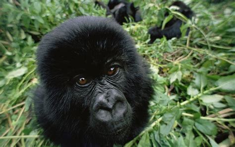 Fond Décran Animaux Gorilles Faune Zoo Mammifère Vertébré