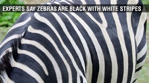 Zebra Fun Facts For Kids Youtube