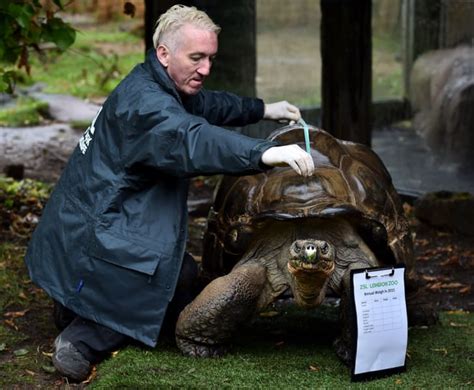 Animals Assemble For Annual Weigh In At London Zoo