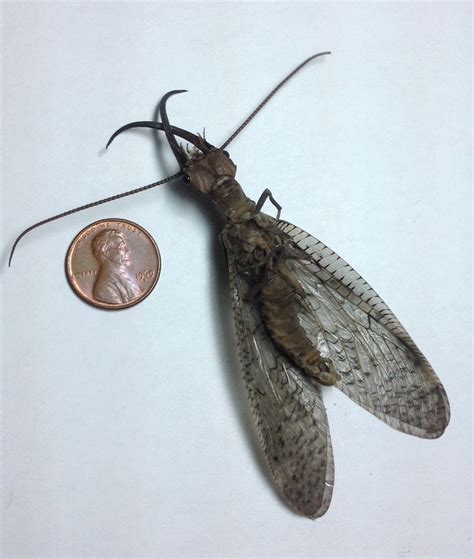 Dobsonflies Home And Garden Ipm From Cooperative Extension