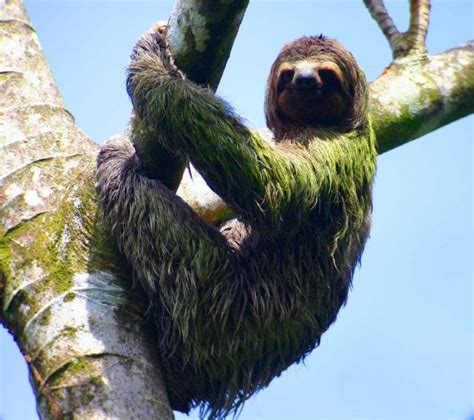 15 Fun Facts About Sloths In The Rainforest Enchanting Costa Rica