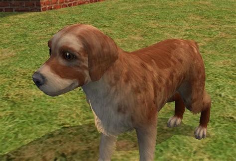 Mod The Sims Aussiesaustralian Shepherds In 3 Colors