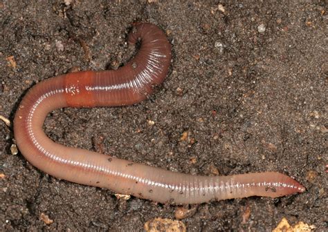 Earthworm Encyclopedia Of Life
