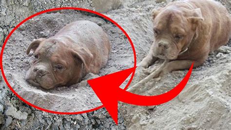Dog Buried Alive Sparks Outrage On Social Media Youtube