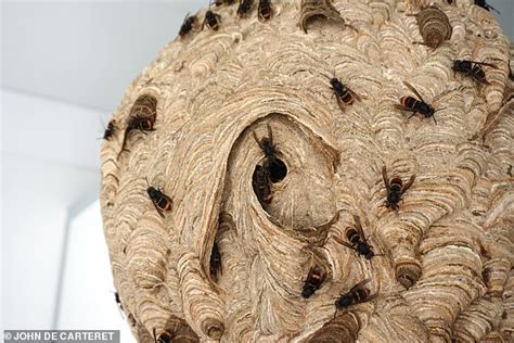 Terrifying Photos Show Huge Asian Hornet Nest Found Above Urinals In Leisure Park S Toilet