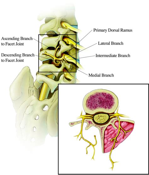 Lumbar Facet Anatomy