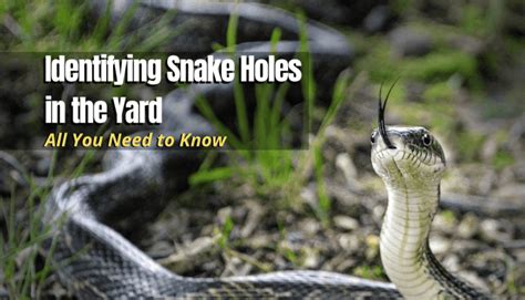 Identifying Snake Holes In The Yard All You Need To Know The