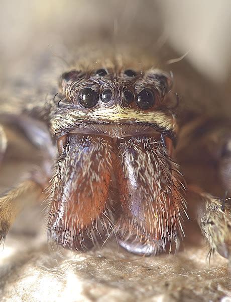 Brown Huntsman Spider Female Project Noah