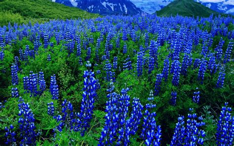 Support us by sharing the content, upvoting wallpapers on the page or sending your own background. 4K Blue Flowers Wallpapers High Quality | Download Free