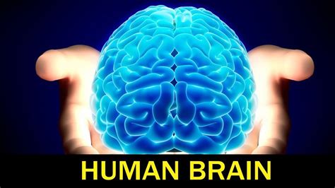 State Board 10th Class Biology Biology Human Brain 10th New