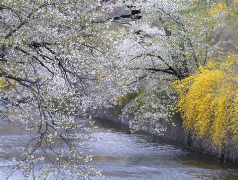 Wanderer Cherry Blossom In Branch Brook Park 2019