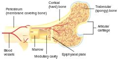 The basic unit of structure in this type of bone is the haversian system, or osteon. Bone - Wikipedia