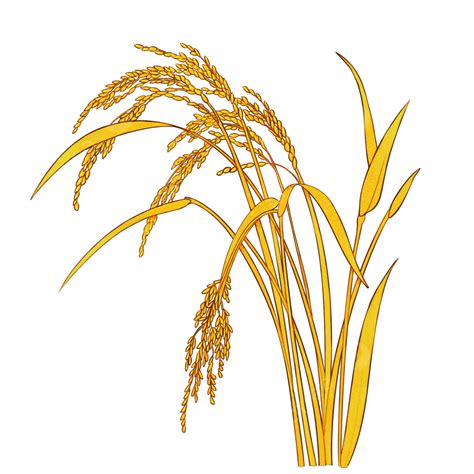 Rice Plant Png Picture Rice Mature Rice Hand Painted Plants Rice