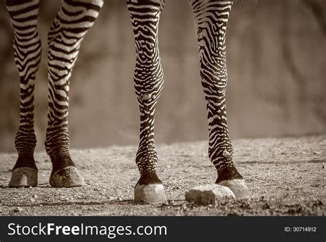 Zebra Legs Free Stock Images And Photos 30714912