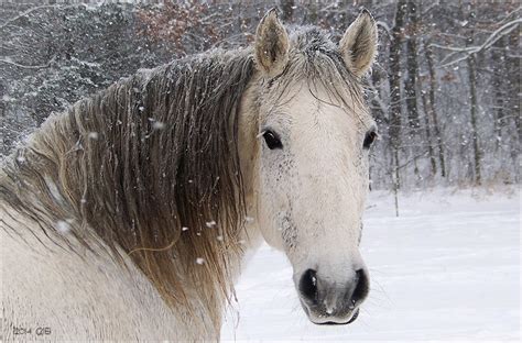 Testclod Cheval blanc sous la neige