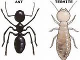 Termite Protection In Usa