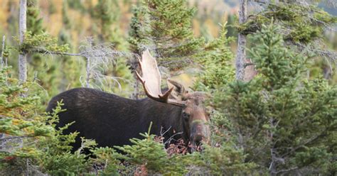 A hunter safety or hunter education course will provide students with knowledge and practical. Maine's Iconic Moose - A Virtual Series: Moose: Mammals ...