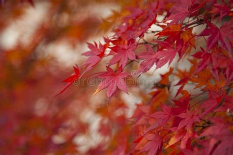 Autumn Colorful Red Maple Leaf Of Japanese Garden From Under The Maple