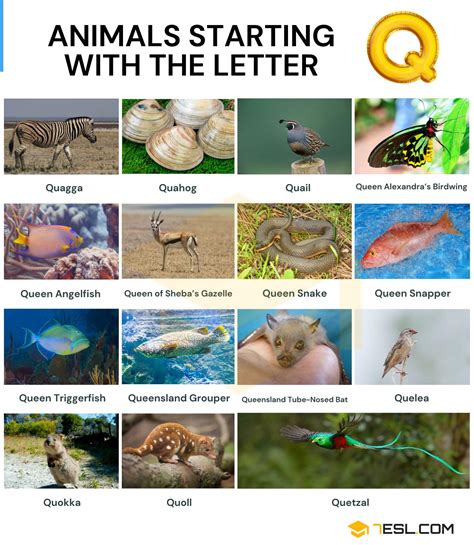 61 Animals that Start with Q | List of Animals Beginning with Q • 7ESL