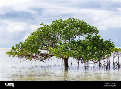 Beautiful Mangrove Tree Growing On The Seashore Standing Submerged In