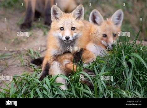 Red Fox Kits In The Canadian Wilderness Stock Photo Alamy