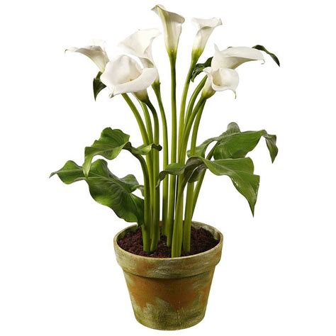 The most common callas, however, are hybrids (zantedeschia hybrida) grown as potted plants. Calla Lily Floral Arrangement in Pot | Lily plants, Faux ...