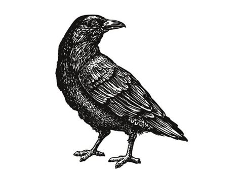The Celtic Crow Tattoo Meaning Symbolism Mythology And More