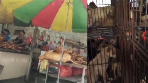 Dog Meat Festival Going Ahead In China Despite Pandemic Youtube