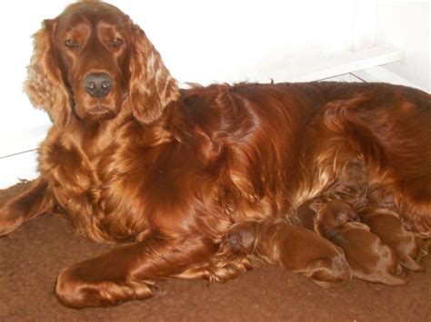 There are two females and five males. SUPER QUALITY IRISH SETTER PUPPIES | Nottingham, Nottinghamshire | Pets4Homes