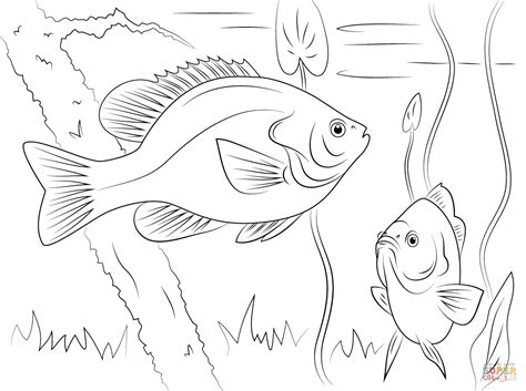 Musical tones, color schemes, physical sensations, and words can all convey this emotion, and the pictures above are compilations of people's feelings of rage. Redear Sunfish coloring page | Free Printable Coloring Pages
