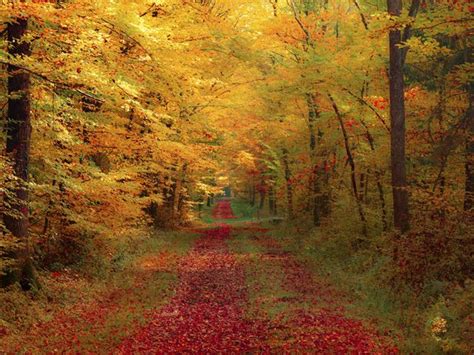 15 Autumn Paths So Stunning Theyre Almost Surreal Fall Facebook