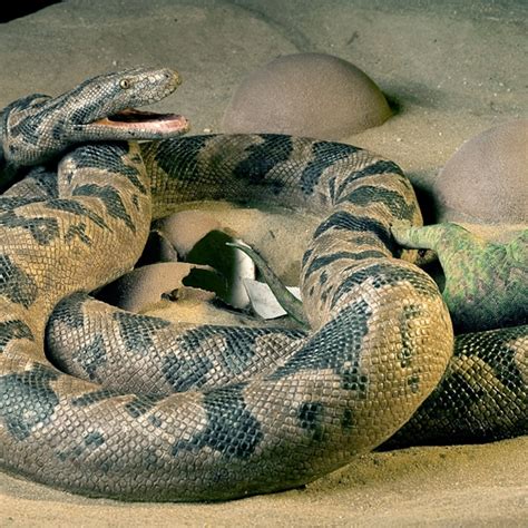 Green Anaconda Snake Attacking