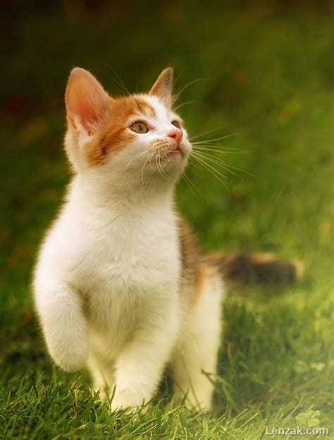 عکاسی از حیوانات خانگی عکس های زیبای گربه ها لنزک