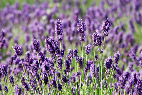 30 Different Types Of Lavender And Other Varieties Plantsnap