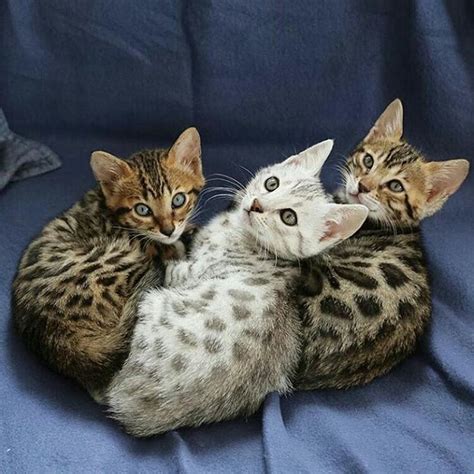 Prior to owning a bengal, all i had known about grooming cats was that they shed incessantly, constantly choked up hair balls, and covered every possible surface with a thick layer of fur. Cute Bengal kittens available | Pets & Accessories | Bang ...