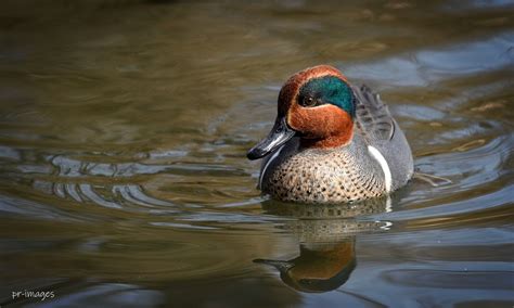 Teal Duck Nikon Cafe