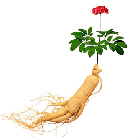 50pcs chinese korean panax ginseng seeds asian fresh for planting nutrition new ebay