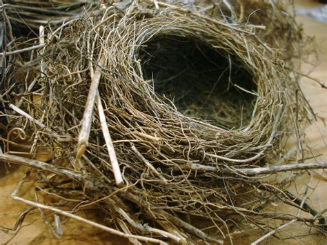 nest~ The Feathered Nest ~ | Bird nest, Nest, Love gifts