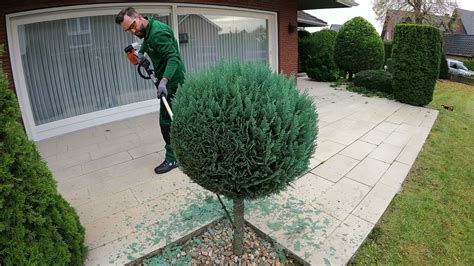 Kustorez Trimming Round Ball Juniper Bushes Youtube