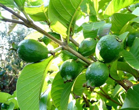 Some classic examples of deciduous fruit trees are apples, pears, peaches, nectarines, apricots, plums, figs and quinces. Forum: Tropical Fruit Trees Successfuly Grown In Sydney ...
