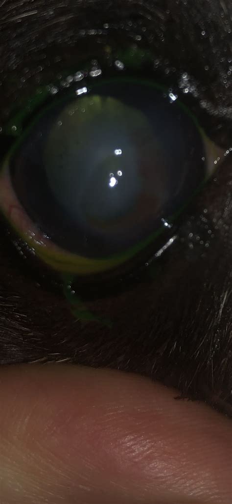 Feline corneal ulcers have a wide variety of potential causes, including scratches that a cat can sustain in a fight; Healing corneal ulcer in a dog. | Cat eye problems ...