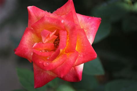 Rosa Alinka Roja Amarilla Foto Gratis En Pixabay Pixabay