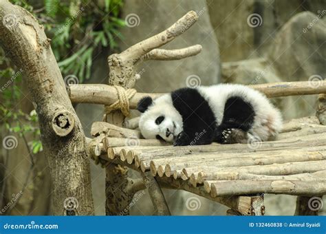 Giant Panda Bear Sleeping On A Wooden Bench Stock Photo Image Of