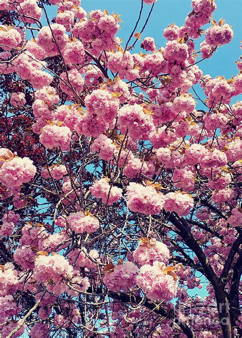 Cherry Blossom Digital Art By Artspace