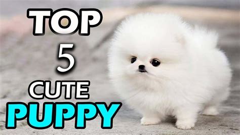 ये हैं दुनियां के सबसे क्यूट कुत्ते Cutest Dog Breed In The World