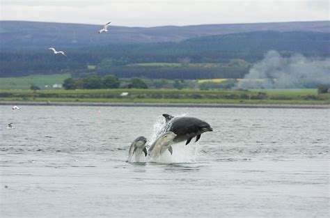 Chanonry point lies at the end of chanonry ness, a spit of land extending into the moray firth between fortrose and rosemarkie on the black. Where To Go Dolphin Watching in Inverness