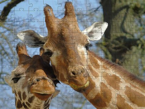 Animal Jigsaw Puzzles Online We Are The Most Popular Flash Jigsaw