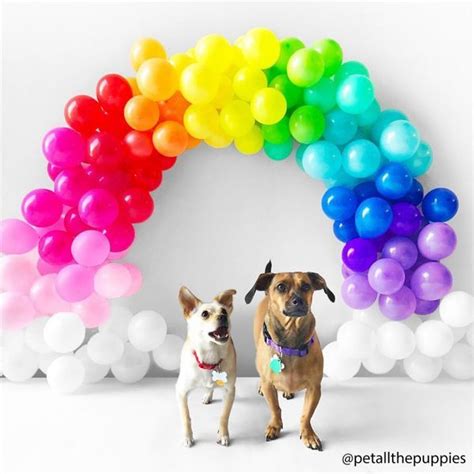 Free shipping on all orders over $35. Balloon Arches Made Easy | Balloon arch, Rainbow balloon arch, Arch kit