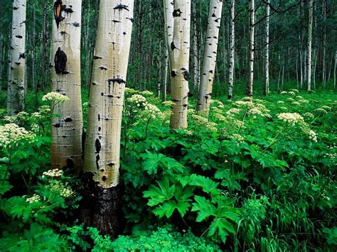 110 Oudgroeiend Bos Achtergronden Hd Gratis Afbeeldingen