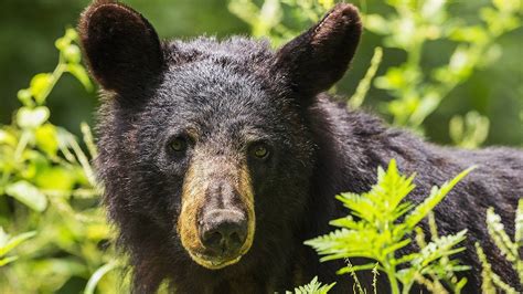 Wildlife Officials Black Bear Found Dead Bound In Nc Mountains Wsoc Tv